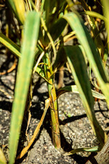 close-up of garlic plants with brown rust spots