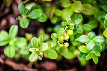 close-up of unripe cranberries on the bush