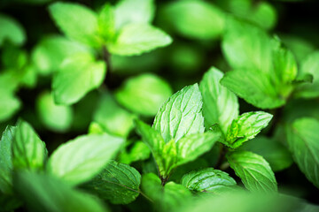 close-up of fresh peppermint or mint