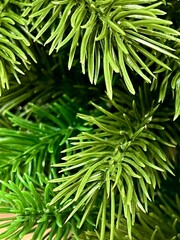 Close-up of a Christmas tree branch. Background. Texture