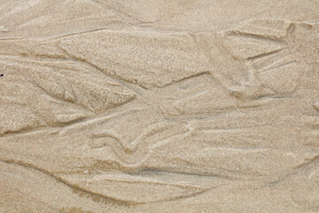 Patterns in beach sand made by molluscs and waves