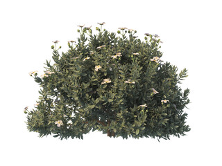 flower bush png isolated on transparent background. Single Tropical plant flower fence bush. green shrub isolated on transparent background. Shrub for garden decoration. flower bush with leaves png.