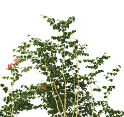 Obraz premium Corner flower bush isolated on transparent background. Single Tropical plant flower fence bush png. green shrub isolated on transparent background. flower bush branch with green leaves png. Shrub png.