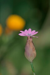 Hairy Pink (Petrorhagia velutina), Crete
