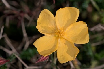 Fumana (needle sunrose) is a small genus of flowering plants in the family Cistaceae, Crete