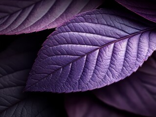 A close up of a purple leaf on a black background