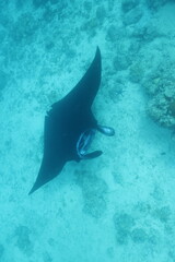 giant manta ray