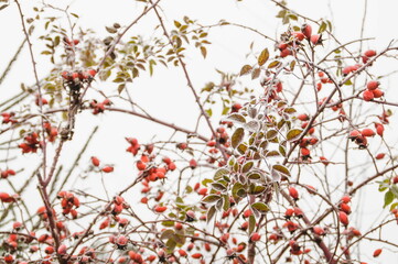 red berries in snow