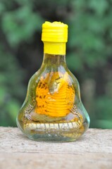 Snake in a bottle of alcohol