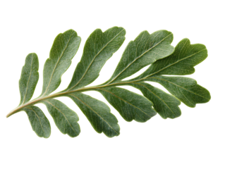 a close up of a leaf