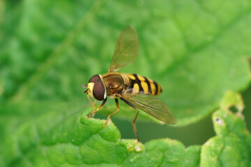 Closeup on a Syrphus species Hoverfly Resting on a Leaf