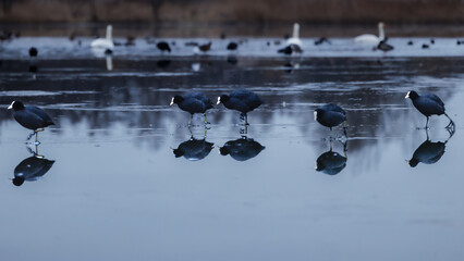 Icescating scoot on frozen water