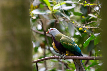 Colorful Bird on Branch in Lush Green Forest