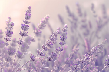 Obraz premium A close-up view of a lavender bush, with tiny purple flowers and silver-green leaves, gently swaying in the wind.