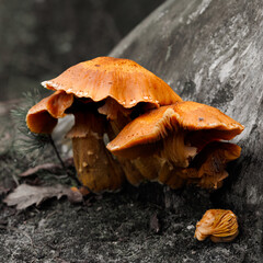 mushroom in the forest