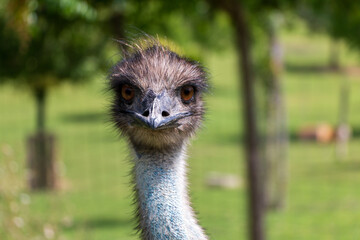 the snout of an emu specimen