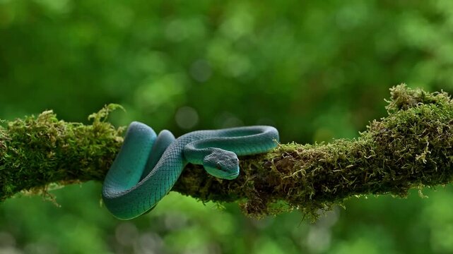 Blue White Lipped Pit Viper (Trimeresurus insularis) is a venomous pit viper found in Lesser Sunda Islands, Indonesia.
