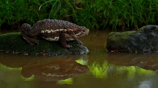 Pseudobufo subasper (or Suck Toad) and its reflection catching an insect as its prey by its tongue at high speed. This toad can only be found in peat swamps, Borneo island, Indonesia.