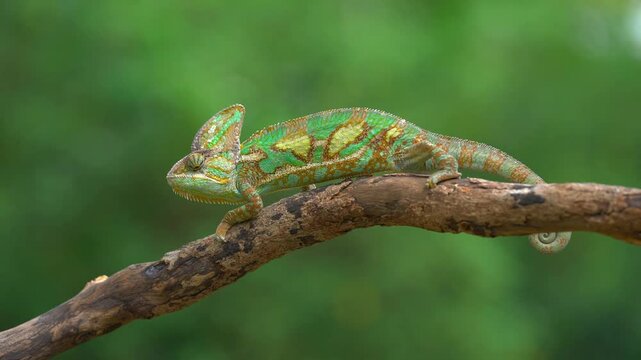 The Veiled Chameleon or Cone-head Chameleon is a species of chameleon native to Yemen and Saudi Arabia, walked slowly.