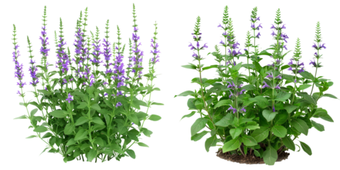 Closeup of a flourishing garden filled with vibrant purple lavender and green sage plants creating a lush natural and serene environment