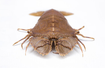 Raw Slipper Lobster. Fresh Sand Lobster or Flathead Lobster.  Tom mu ni. Lobster moreton bay bug