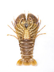 Raw Slipper Lobster. Fresh Sand Lobster or Flathead Lobster.  Tom mu ni. Lobster moreton bay bug