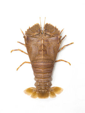 Raw Slipper Lobster. Fresh Sand Lobster or Flathead Lobster.  Tom mu ni. Lobster moreton bay bug