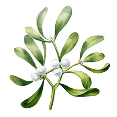 Mistletoe leaves and white berries, perfect for Christmas or holiday decorations. Botanical elements isolated on white background.