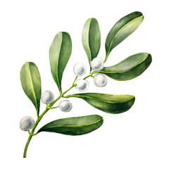 Obraz premium Beautiful watercolor illustration of mistletoe leaves and white berries, perfect for Christmas or holiday decorations. Botanical elements isolated on white background.