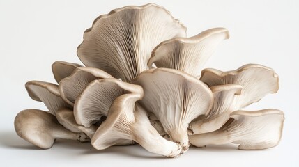 Fototapeta premium Oyster Mushrooms on White Background