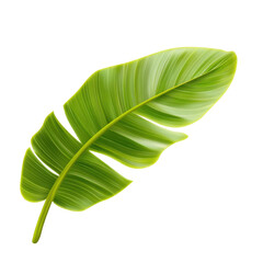 Fototapeta premium A vibrant green leaf , isolated on white background, transparent background, showcasing its intricate texture and shape.