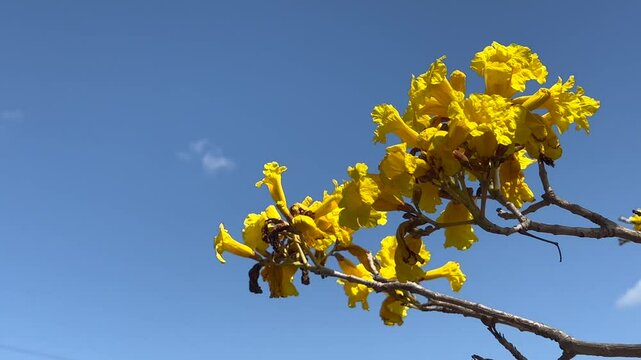 Blooming Yellow flame tree blooming in Queensland, Australia.