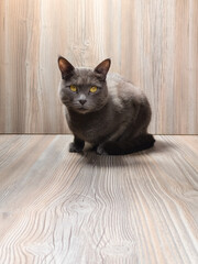 A Gray Domestic Cat Stares at the Camera