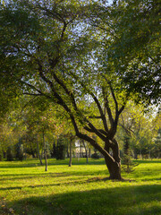 A picturesque tree illuminated by autumn sunlight, casting long shadows in an urban park
