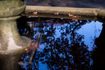 reflection of trees on the water