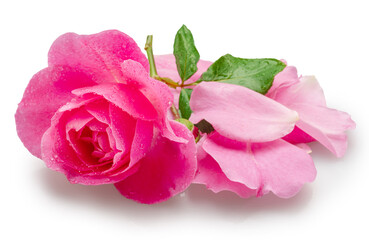 Fototapeta premium Opened pink rose or Bulgarian rose covered with water drops and some petals near it on pink background. File contains clipping path.