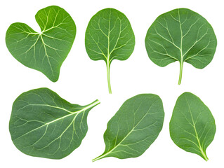 a group of green leaves