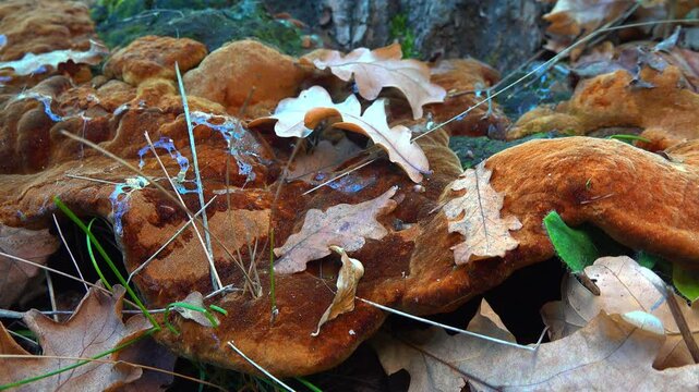 Phellinus robustus - saprophytic wood fungus on an old oak tree stump in a garden, Ukraine