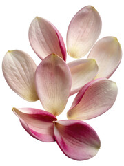 3D Flower Petals Flying in Air, Purple and White Color Leaves Isolated on White or Transparent Background