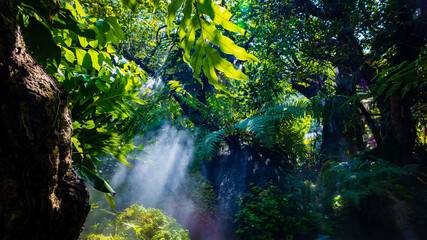 The Tropical jungle with river and sun beam and foggy in the garden.