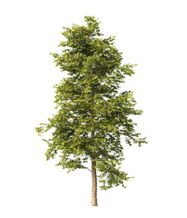 Obraz premium Tree isolated on transparent background. big old single tree with green leaves stands alone on transparent background. side view of cutout tree PNG. used for design and advertising. Isolated tree PNG.