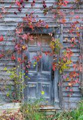 Old rustic window with vines in fall colors