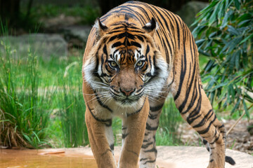 Fototapeta premium Majestic Tiger Walking Through Its Habitat