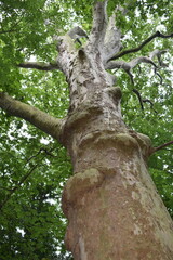 Fototapeta premium tree trunk