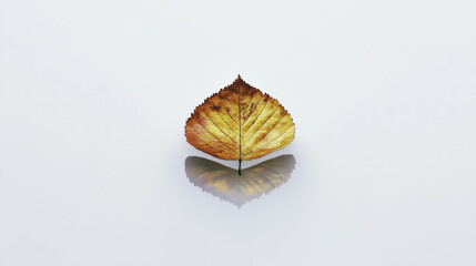 minimalist design featuring autumn leaf with soft reflection. warm colors evoke sense of tranquility and beauty of nature