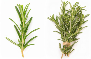 fresh rosemary branch, isolated