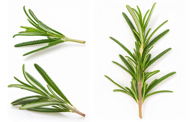 Obraz premium fresh rosemary branch, isolated