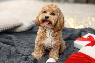 Cute Maltipoo dog with Santa hat and gift box on floor indoors