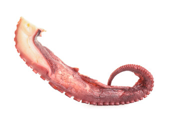 One raw octopus tentacle isolated on white