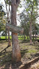 Obraz premium bosque de seringueira em fordlândia, pará 